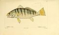 Histoire naturelle des poissons (Pl. 117) (7950010820).jpg