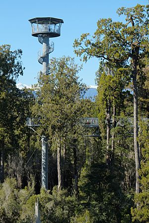 Hokitika Tower at Treetop Walkway amongst mature rimu trees of surrounding forest