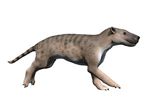 Hyaenodon NT small