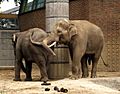 Indischer Elefantenbulle in der Must