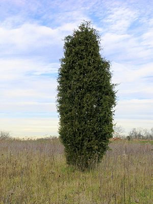 Juniperus virginiana near Oxford, Ohio