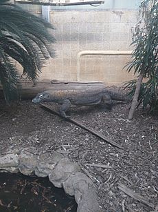 Komodo Dragon at the zoo