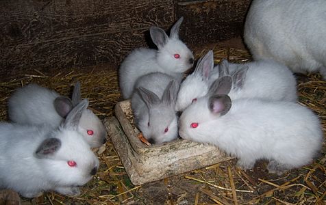 Króliki kalifornijskie californian rabbits
