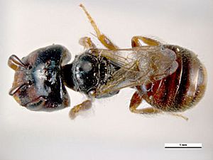 Lasioglossum hemichalceum (full body image)