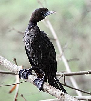 Little Cormorant (Breeding) I IMG 7438