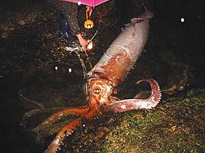 Live giant squid first image