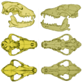 Lycaon pictus & Canis lupus skulls