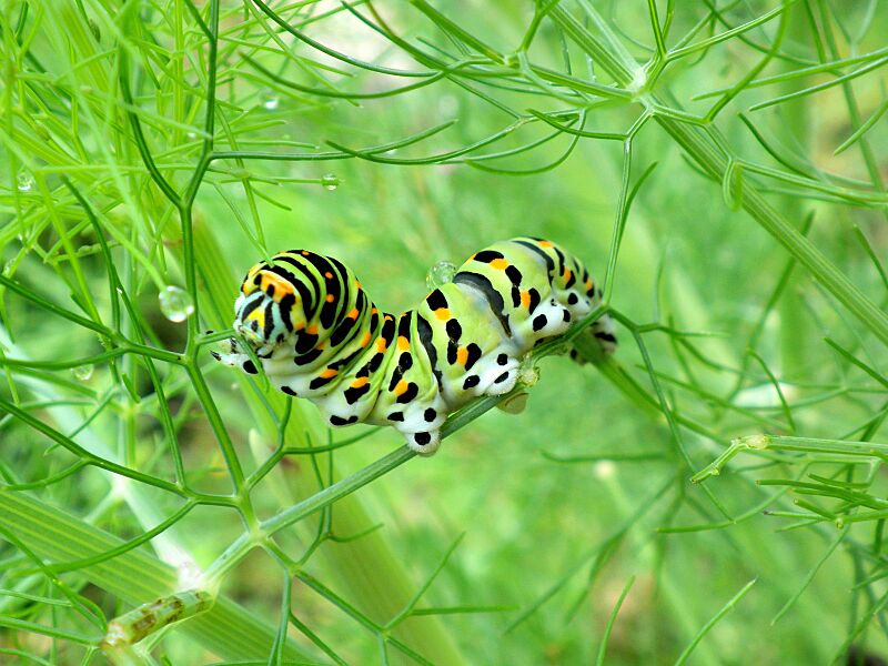 Machaon fenouil