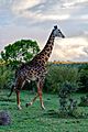 Male Maasai Giraffe