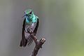 Mangrove Hummingbird ♂