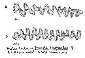 Microtus longicaudus molars from Merriam
