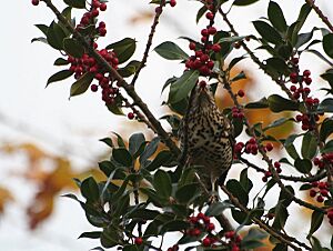 Mistle Thrush (Turdus viscivorus) eating berries