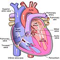 MitralInsufficiency