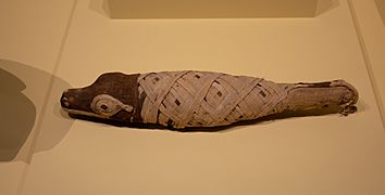 Momia de cocodrilo, animal en el que se manifestaba el dios Sobek. Periodo tardío de Egipto