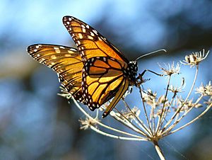 Monarch Butterfly resting on fennel, at the Pismo Butterfly Grove, California