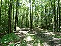 Morgan Arboretum