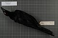 Naturalis Biodiversity Center - RMNH.AVES.15362 1 - Manucodia ater ater (Lesson, 1830) - Paradisaeidae - bird skin specimen