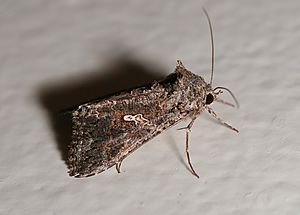 Noctuidae moth.jpg