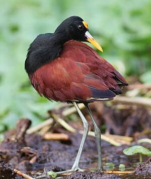 Northern Jacana Costa Rica.jpg