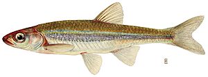 Notropis rubellus.jpg