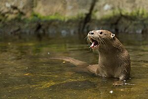 Nutria zona de conservación