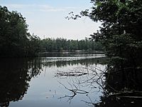 Quiet lake surrounded by tall, leafy green trees