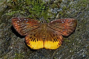 Open wing position of Mooreana trichoneura Felder & Felder, 1860 – Yellow Flat WLB DSC 4347.jpg