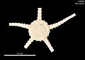 Ophiomusa acufera (MNHN-IE-2013-10284) 02