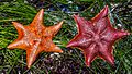 Pair of Asterina miniatas Bat stars