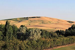 Palouse Landscape seen from University of Idaho Golf Course