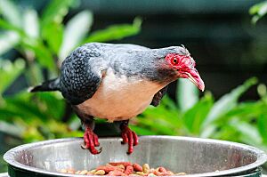 Papuan Mountain Pigeon - DEL 6591-LRwm