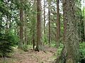Picea sitchensis forest