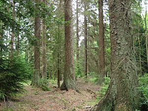 Picea sitchensis forest