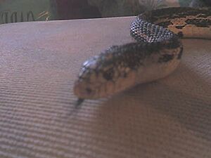 Pituophis melanoleucus melanoleucus