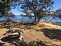 Barbecue pit surrounded by dry grass and shrubs with the sound in the background