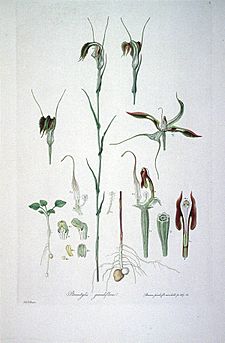 Pterostylis grandiflora (Illustrationes Florae Novae Hollandiae plate 2)