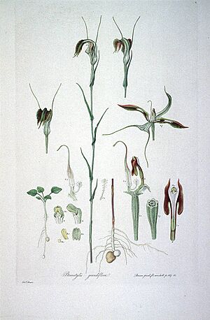 Pterostylis grandiflora (Illustrationes Florae Novae Hollandiae plate 2)