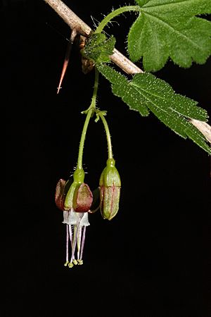 Ribes divaricatum 5378