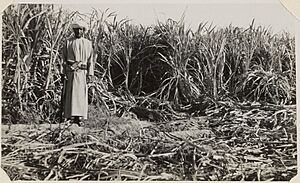 Rizat irrigation in Dhofar (cropped)