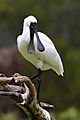 Royal Spoonbill mouth open