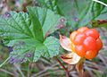 Rubus chamaemorus close-up