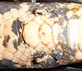 Rudimentary hindlegs spurs in Boa constrictor snake
