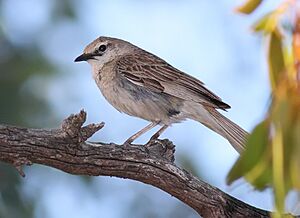 Rufous Songlark02
