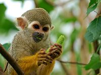 Squirrel monkey Facts for Kids