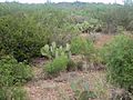 Scrub brush vegetation in south TX IMG 6069