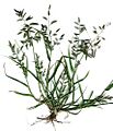 Starr 020124-8001 Eragrostis cilianensis