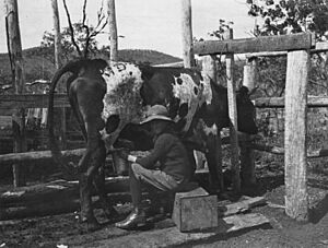 StateLibQld 1 153895 Milking the cow at Ambrose's farm, Raglan, 1912