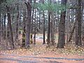 Studebaker "D" in Bendix Woods Park