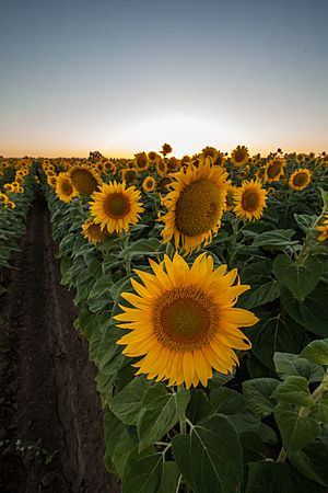 Sunflowers near Merritt