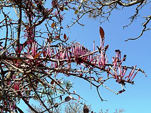 Tapinanthus rubromarginatus, blomme, b, Waterberg